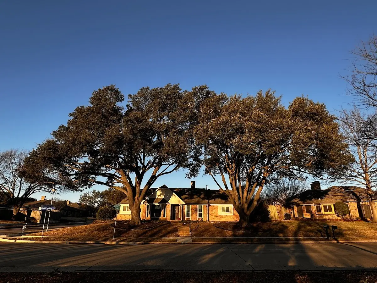 Established residential canopy tree shading a home in Mount Pleasant